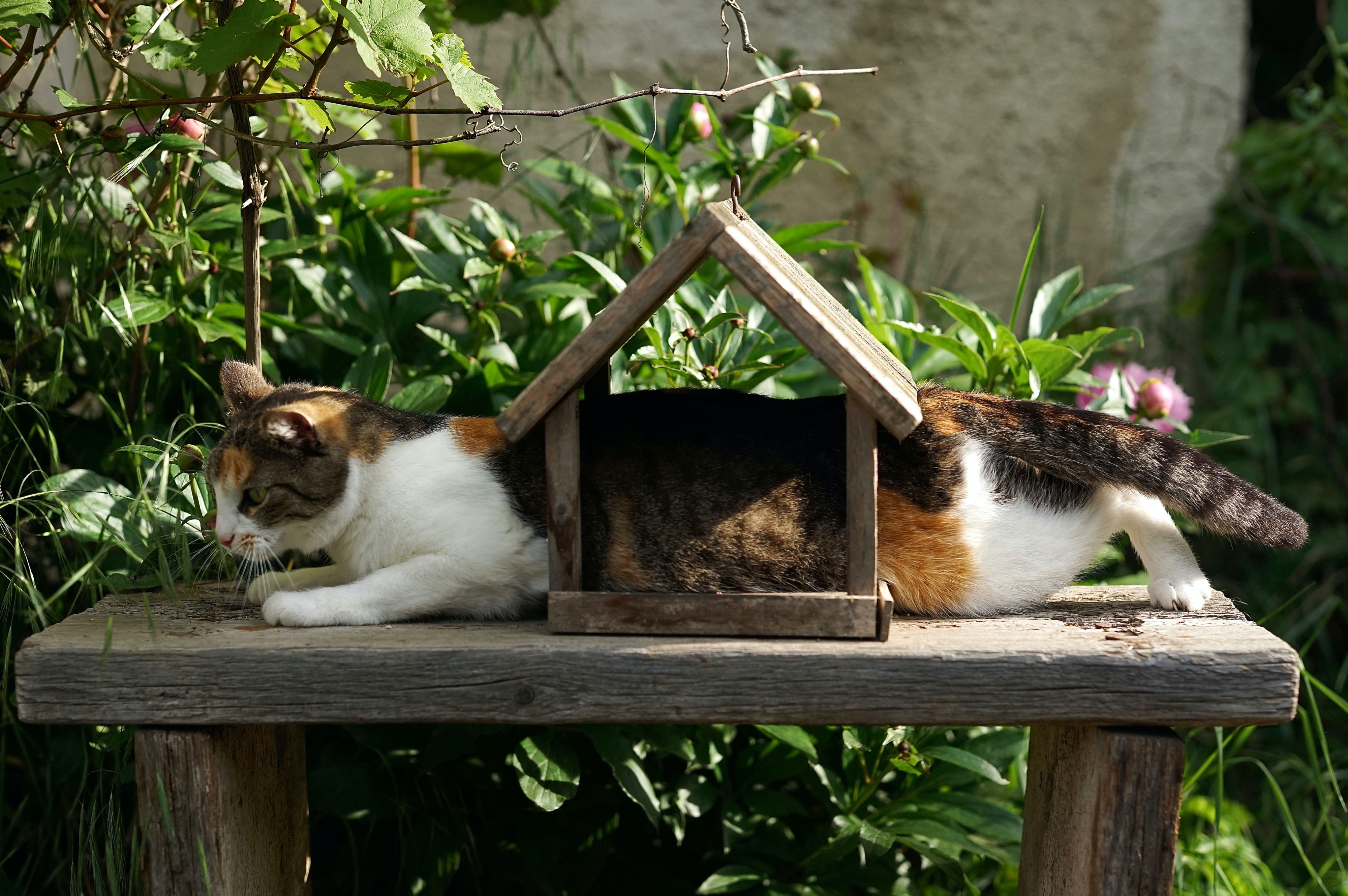 a cat stuck in a bird box